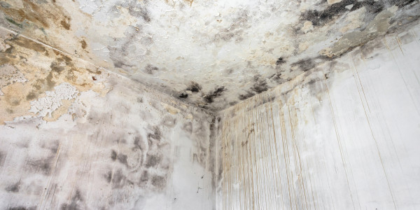 Pintar Fachadas de Casas Unifamiliares / Chalets l' Albi · Pintura Antihumedad / Antimoho para Humedades / Moho